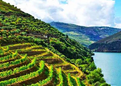 Valle del Duero con cata de vinos – 8h